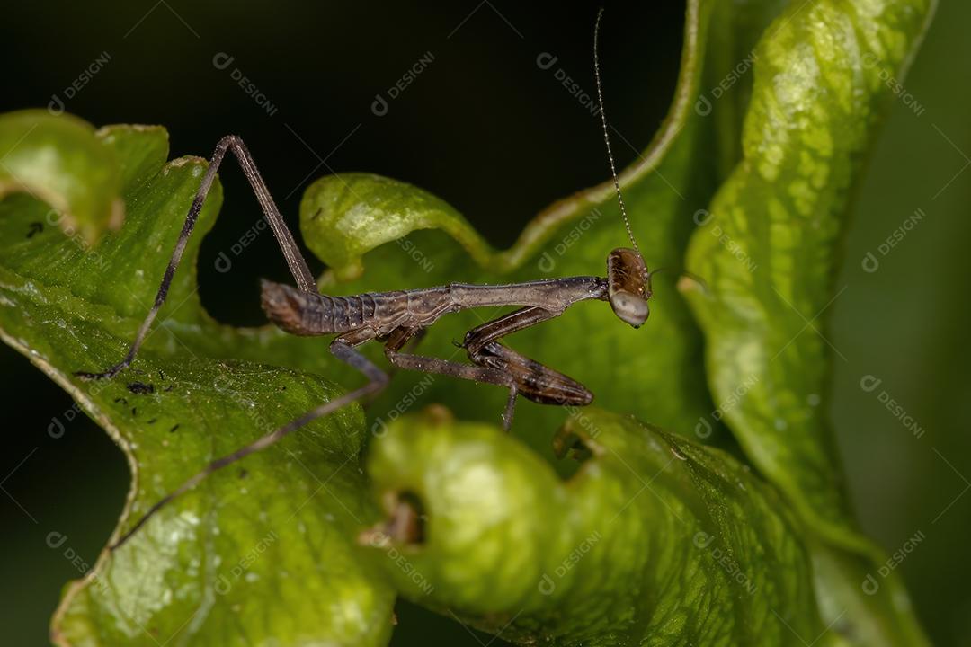 Pequena ninfa Mantid da família Mantidae