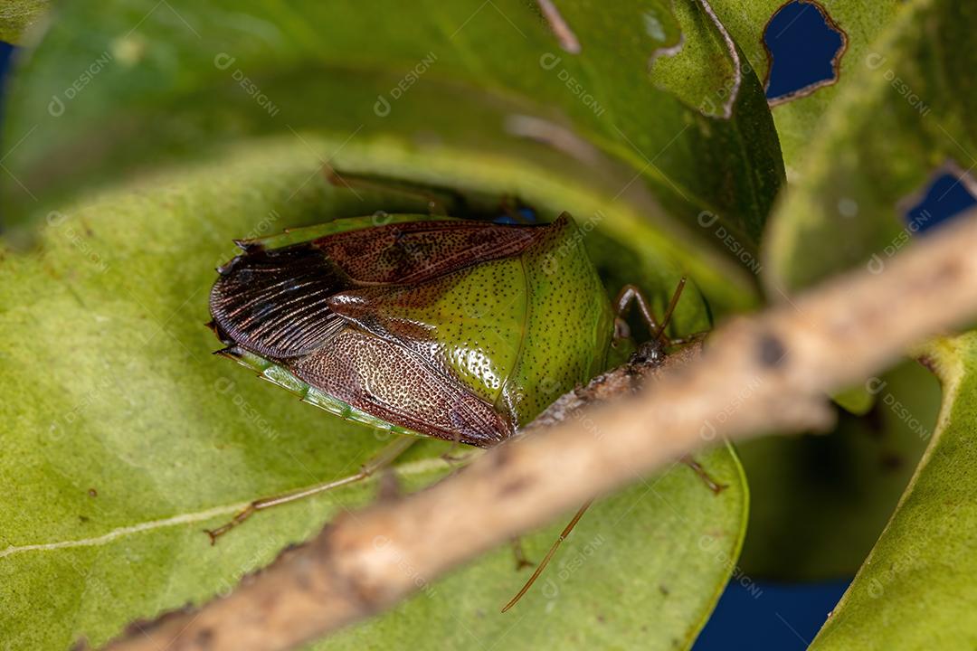 Percevejo adulto da subfamília Edessinae