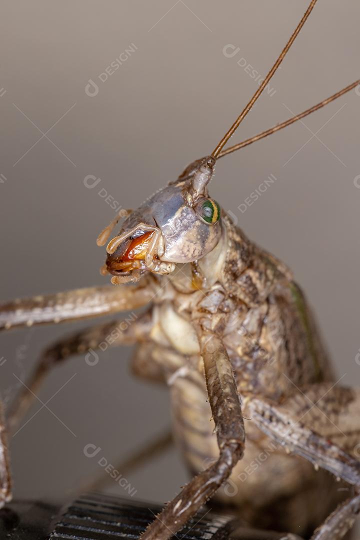 Katydid verdadeiro adulto da subfamília Pseudophyllinae