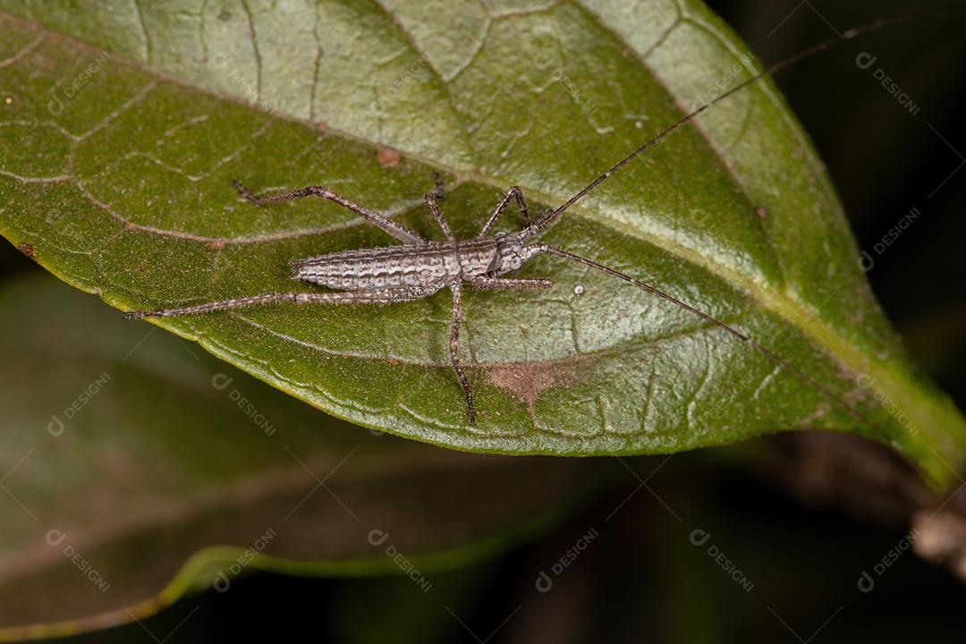 Verdadeira ninfa Katydid da subfamília Pseudophyllinae