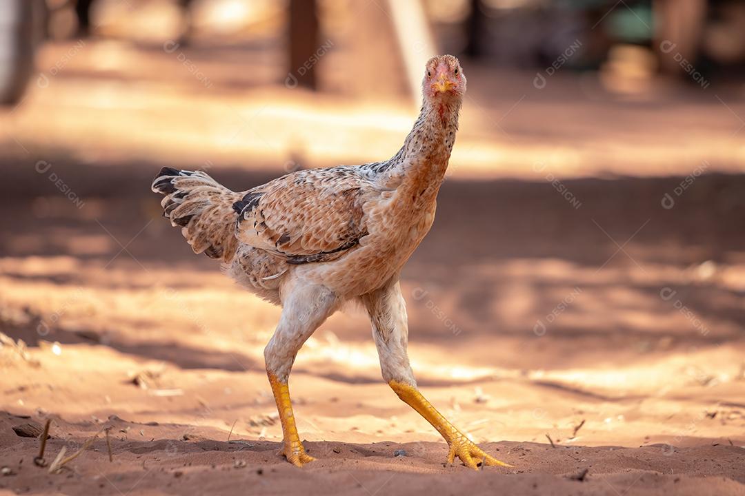 Animal doméstico galinha da subespécie terrero