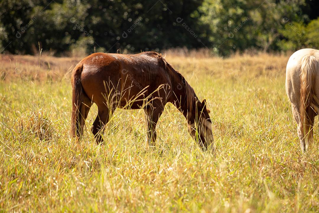 Cavalo descansando em uma área de pastagem de uma fazenda brasileira