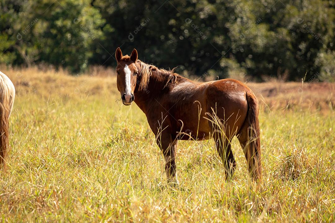 Cavalo descansando em uma área de pastagem de uma fazenda brasileira