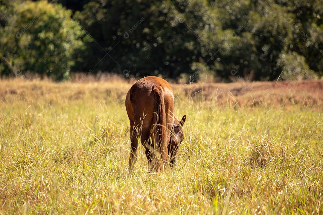 Cavalo descansando em uma área de pastagem de uma fazenda brasileira