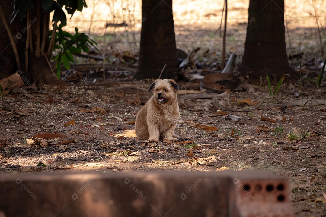 Cão cachorro animal doméstico em uma fazenda