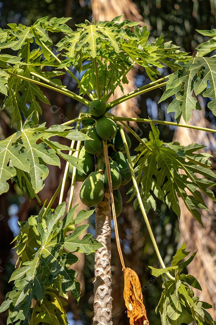 Folhas de mamão da espécie Carica papaya