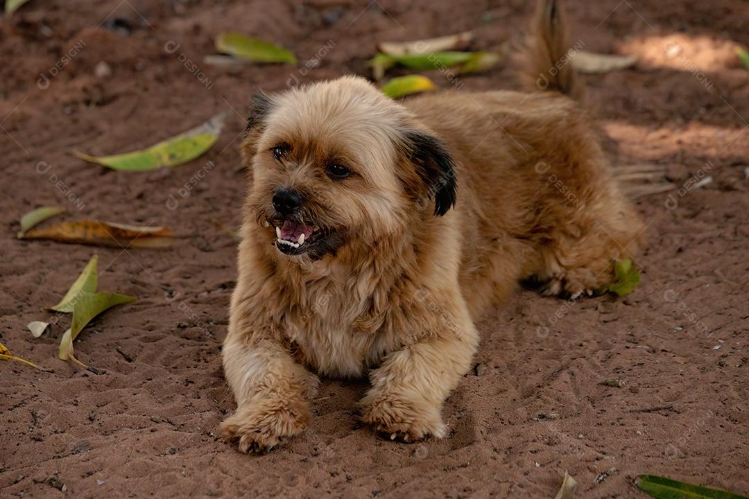 Cão cachorro animal doméstico em uma fazenda