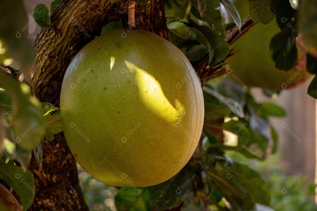 Calabash Tree da espécie Crescentia cujete