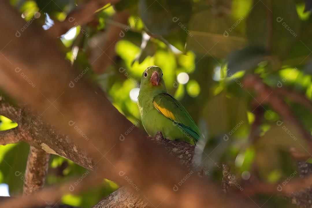 Periquito chevroned amarelo da espécie Brotogeris chiriri