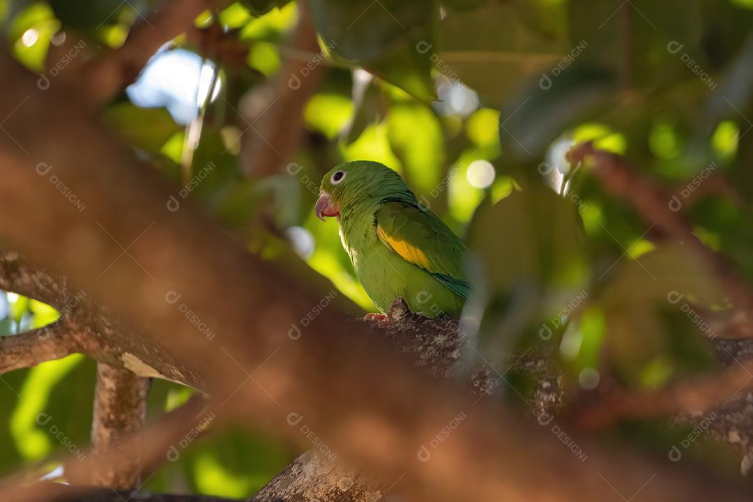 Periquito chevroned amarelo da espécie Brotogeris chiriri