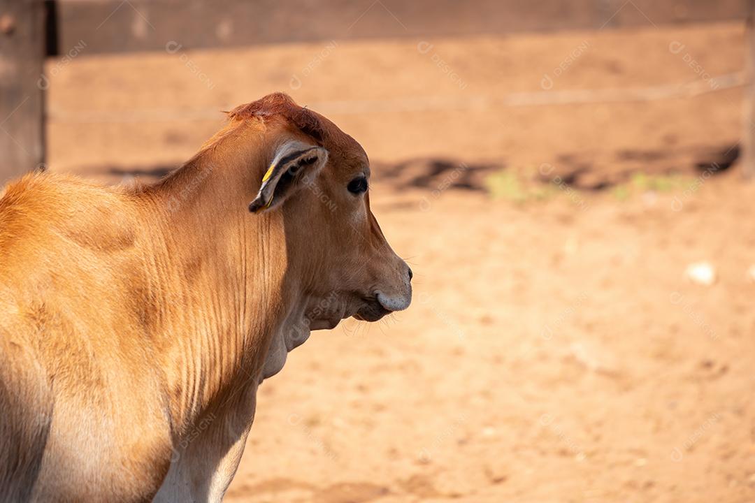 Vaca animal bovino adulta em uma fazenda brasileira