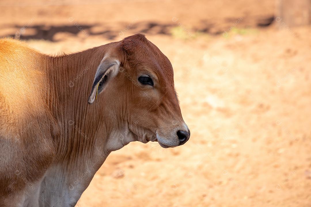 Vaca animal bovino adulta em uma fazenda brasileira