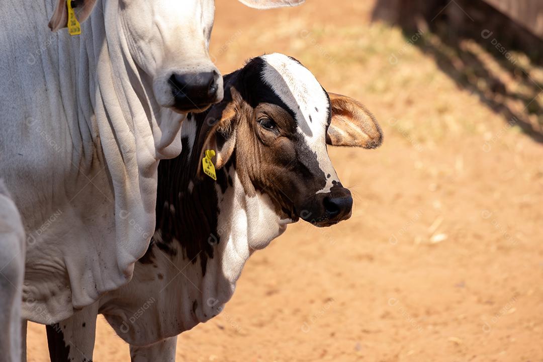 Vaca animal bovino adulta em uma fazenda brasileira