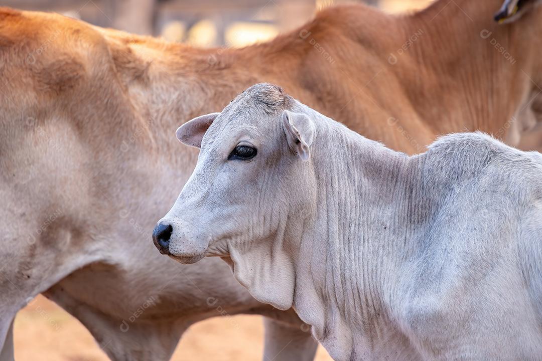 Vaca animal bovino adulta em uma fazenda brasileira