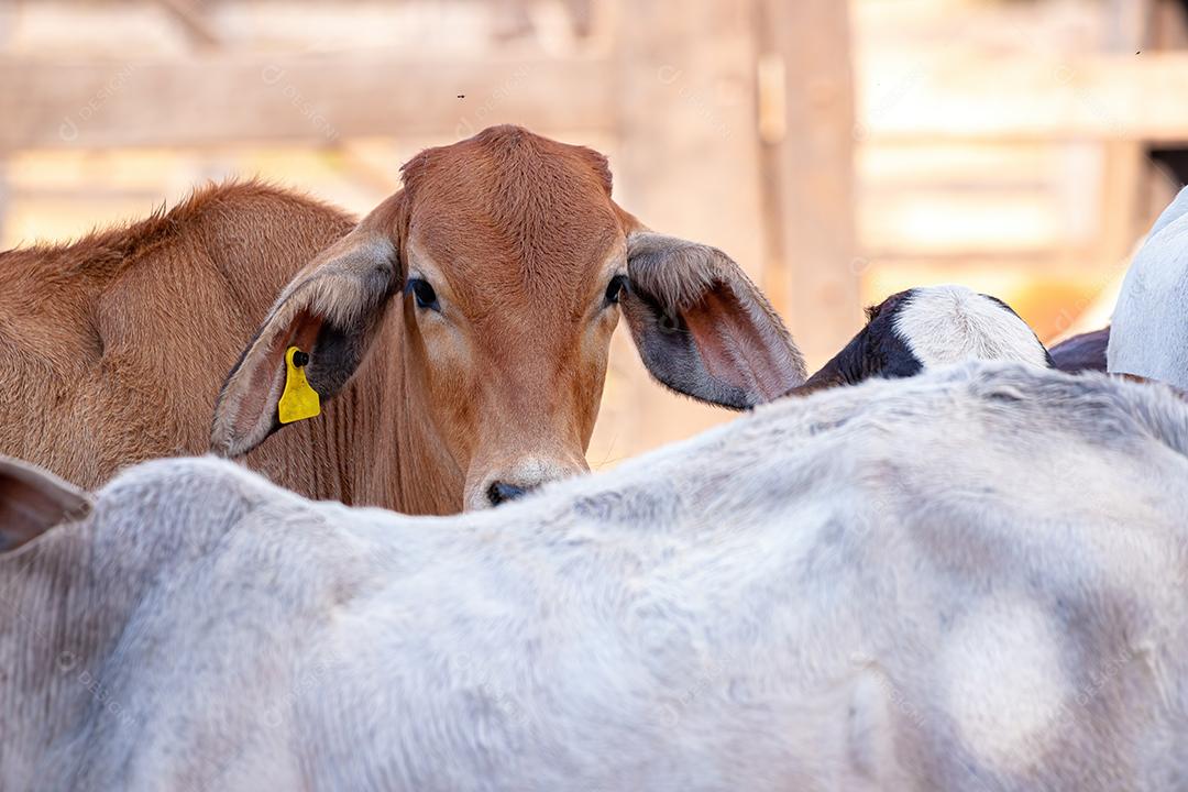 Vaca animal bovino adulta em uma fazenda brasileira