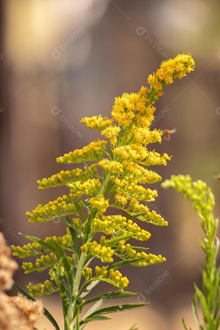 Anis Goldenrod Planta da espécie Solidago chilensis