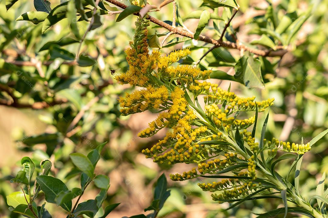 Anis Goldenrod Planta da espécie Solidago chilensis