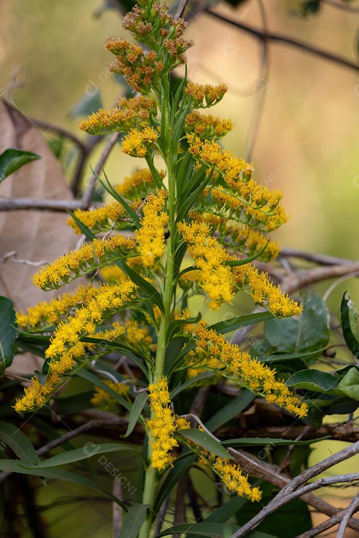 planta Tango sobre fundo desfocado fotos imagem