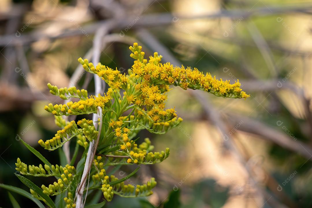 Anis Goldenrod Planta da espécie Solidago chilensis