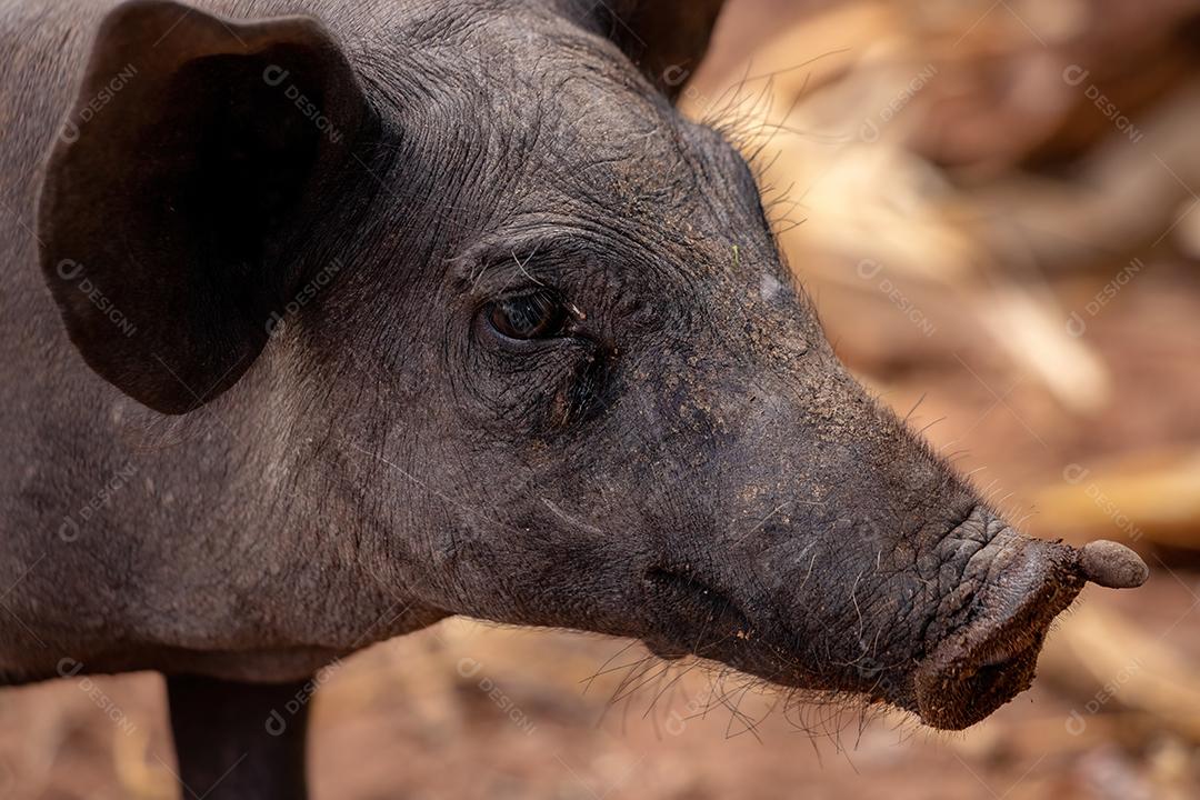 Porco preto animal criaçao criado em chiqueiro