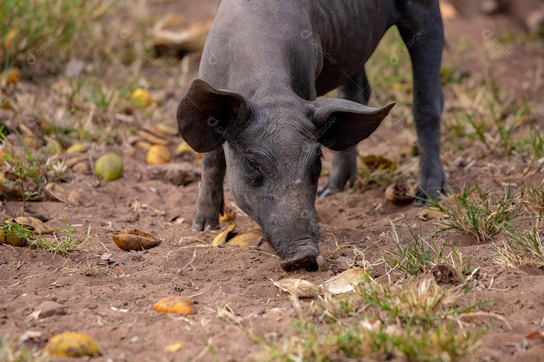 Porco preto animal criaçao criado em chiqueiro