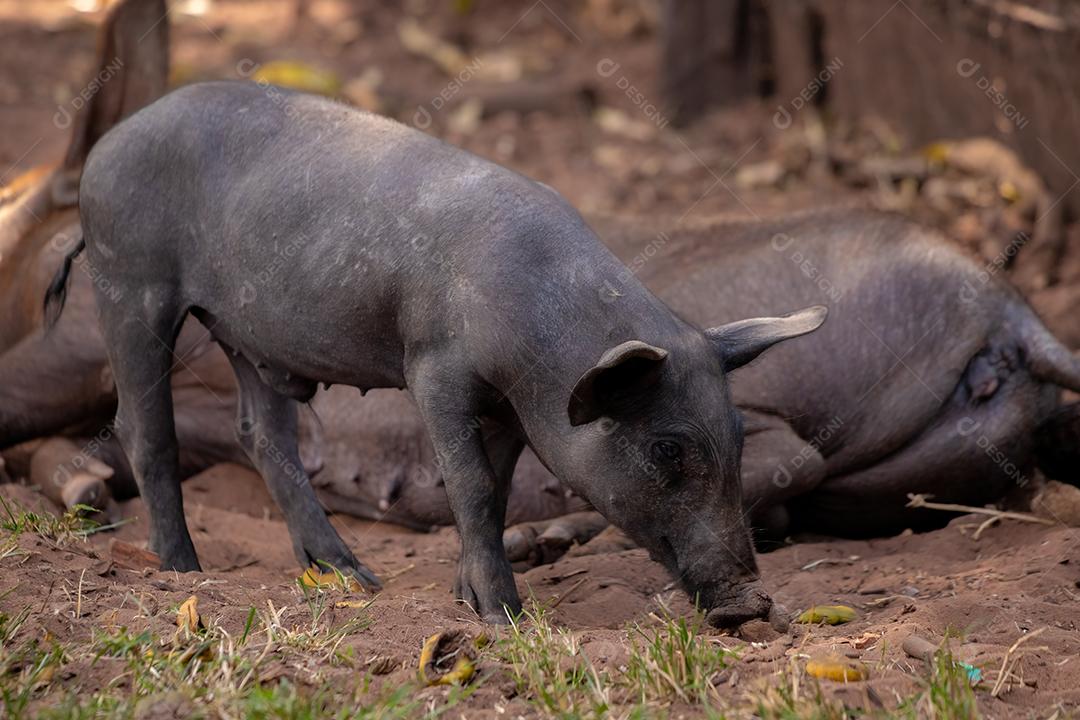 Porco preto animal criaçao criado em chiqueiro