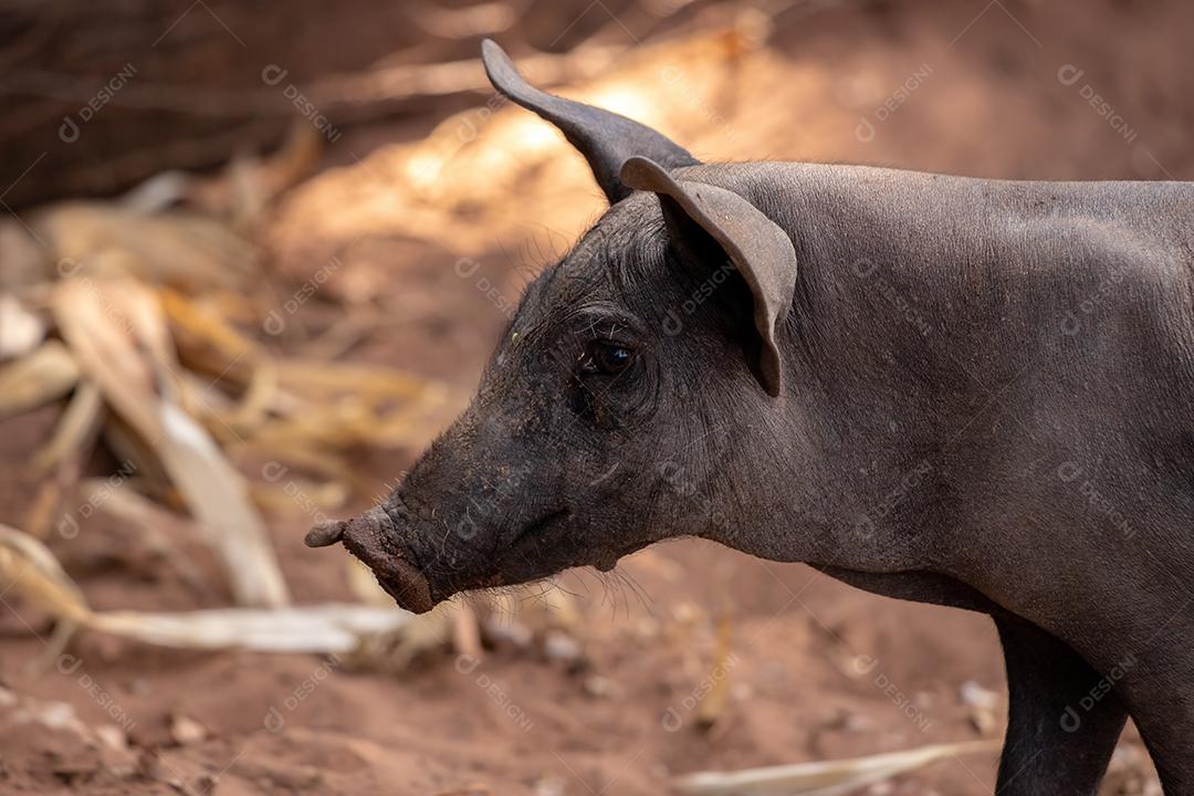 Porco preto animal criaçao criado em chiqueiro