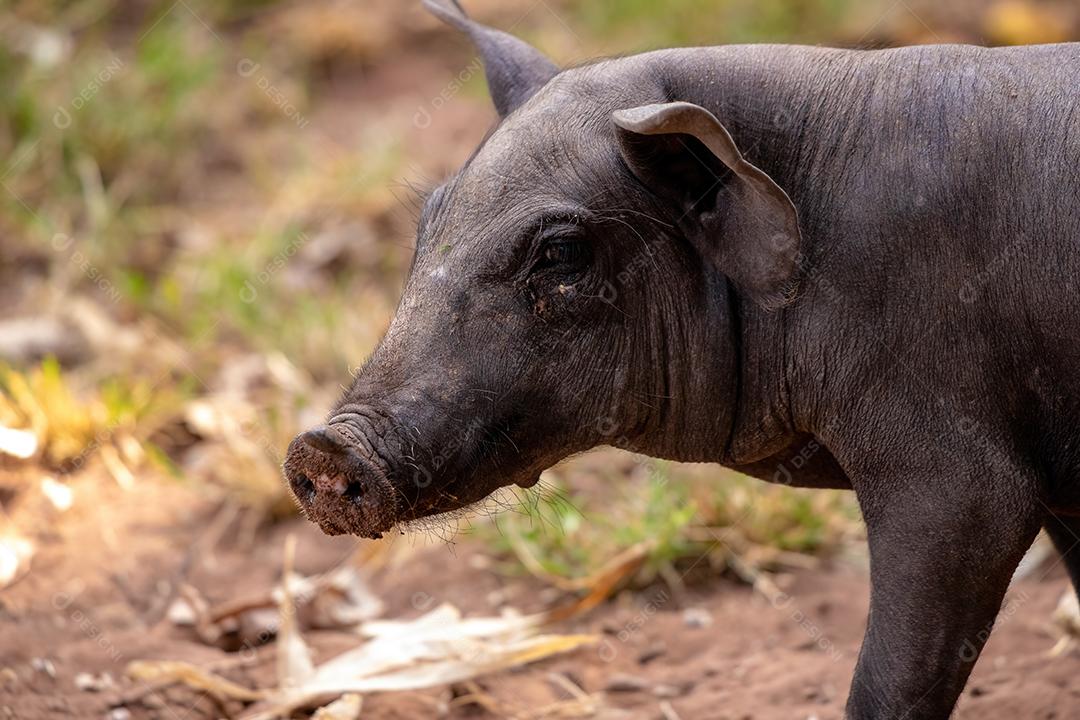 Porco preto animal criado em chiqueiro