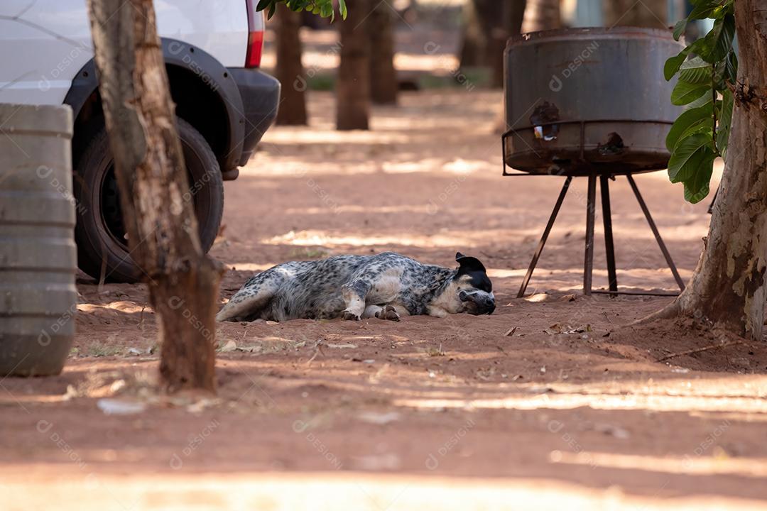 Cão cachorro doméstico em uma fazenda