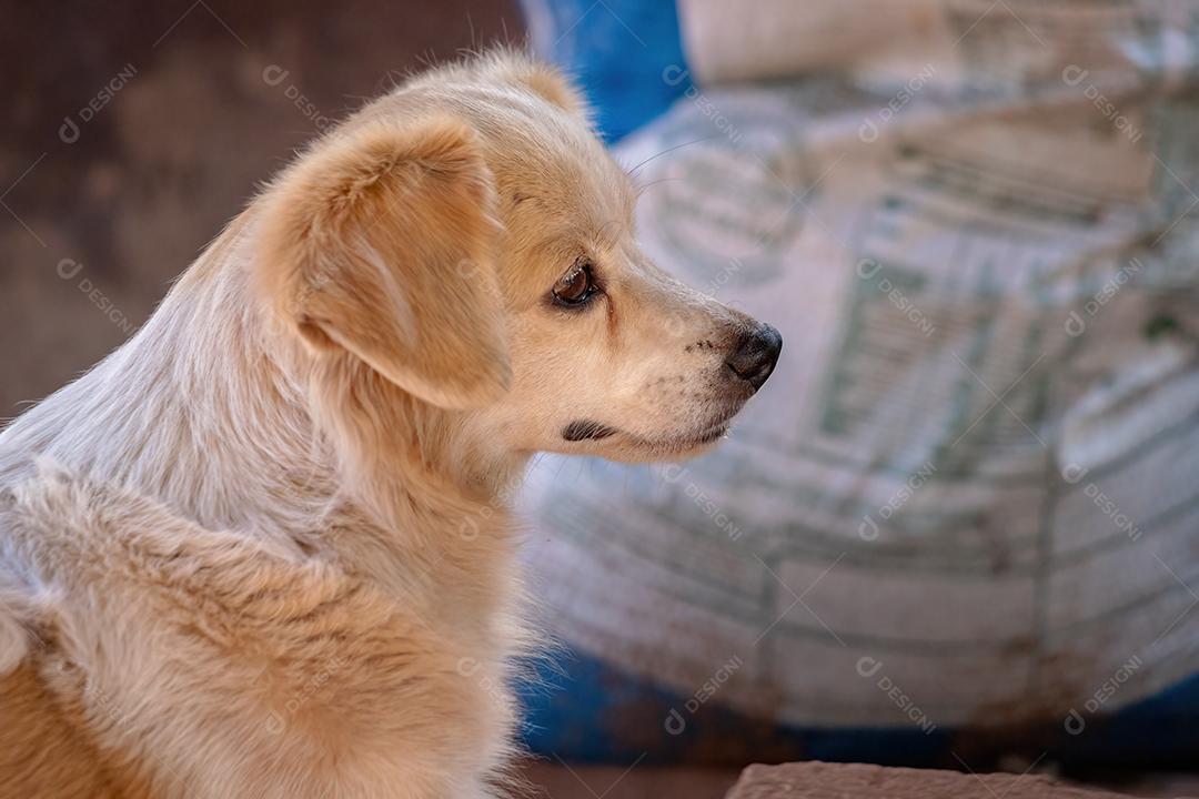 Cão cachorro doméstico em uma fazenda