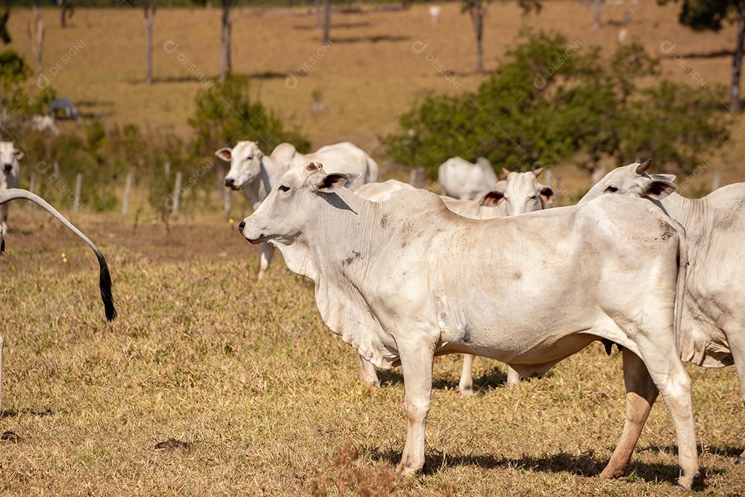 Vaca adulta em uma fazenda brasileira