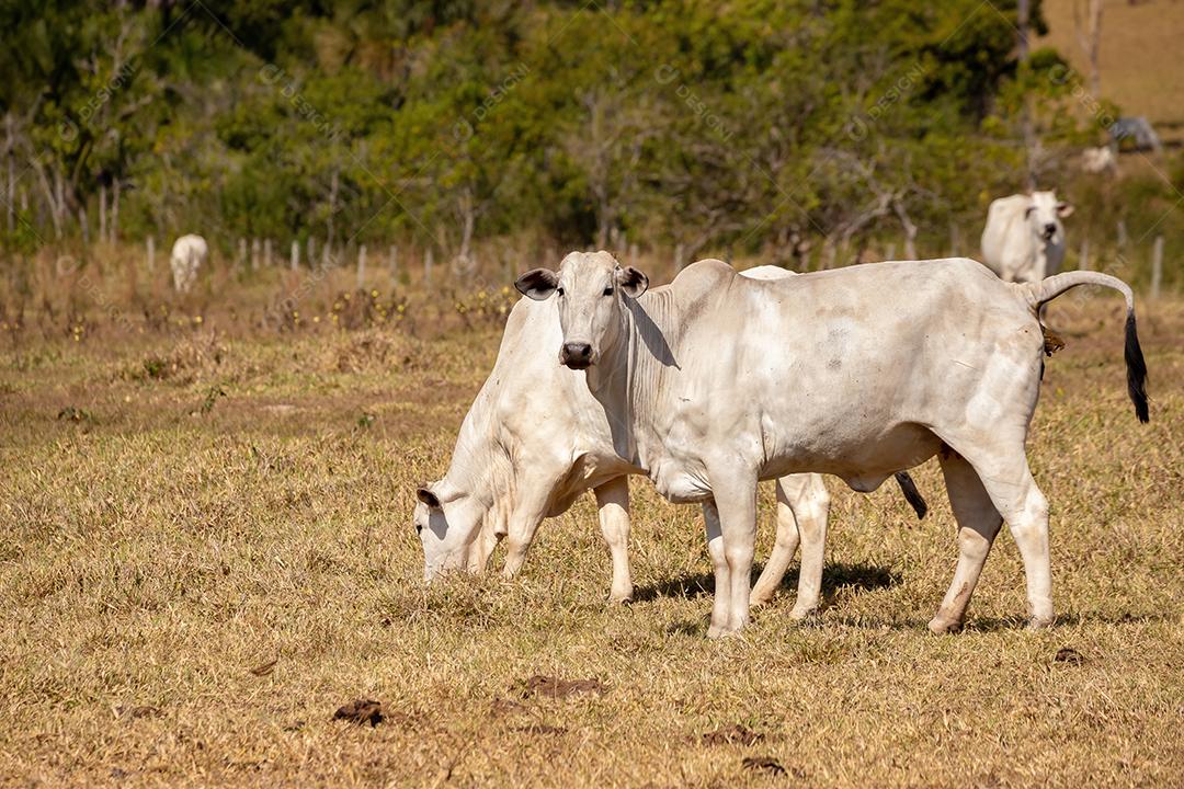 Vaca animal bovino adulta em uma fazenda brasileira