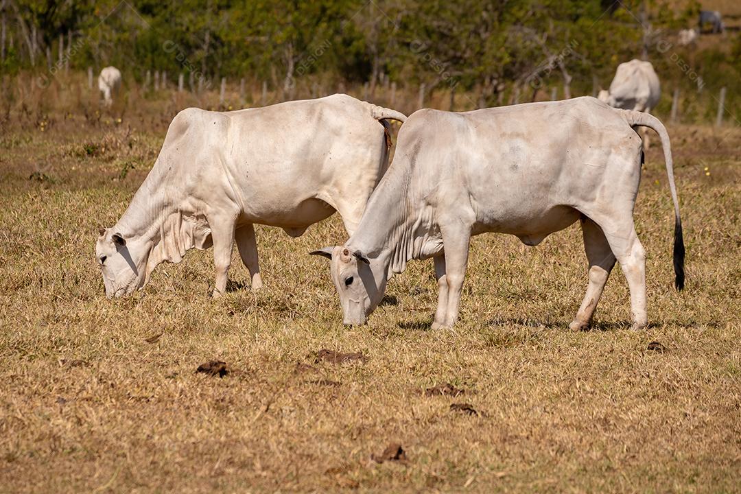 Vaca animal bovino adulta em uma fazenda brasileira