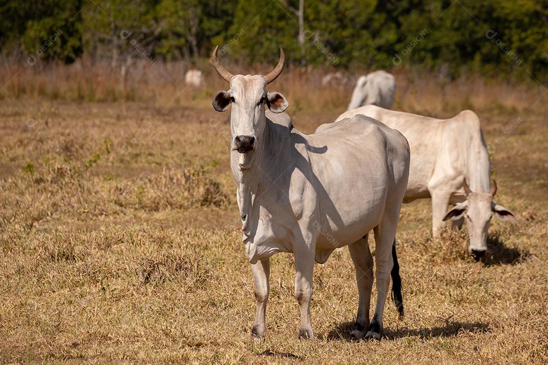 Vaca animal bovino adulta em uma fazenda brasileira
