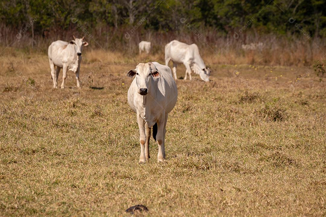 Vaca animal bovino adulta em uma fazenda brasileira