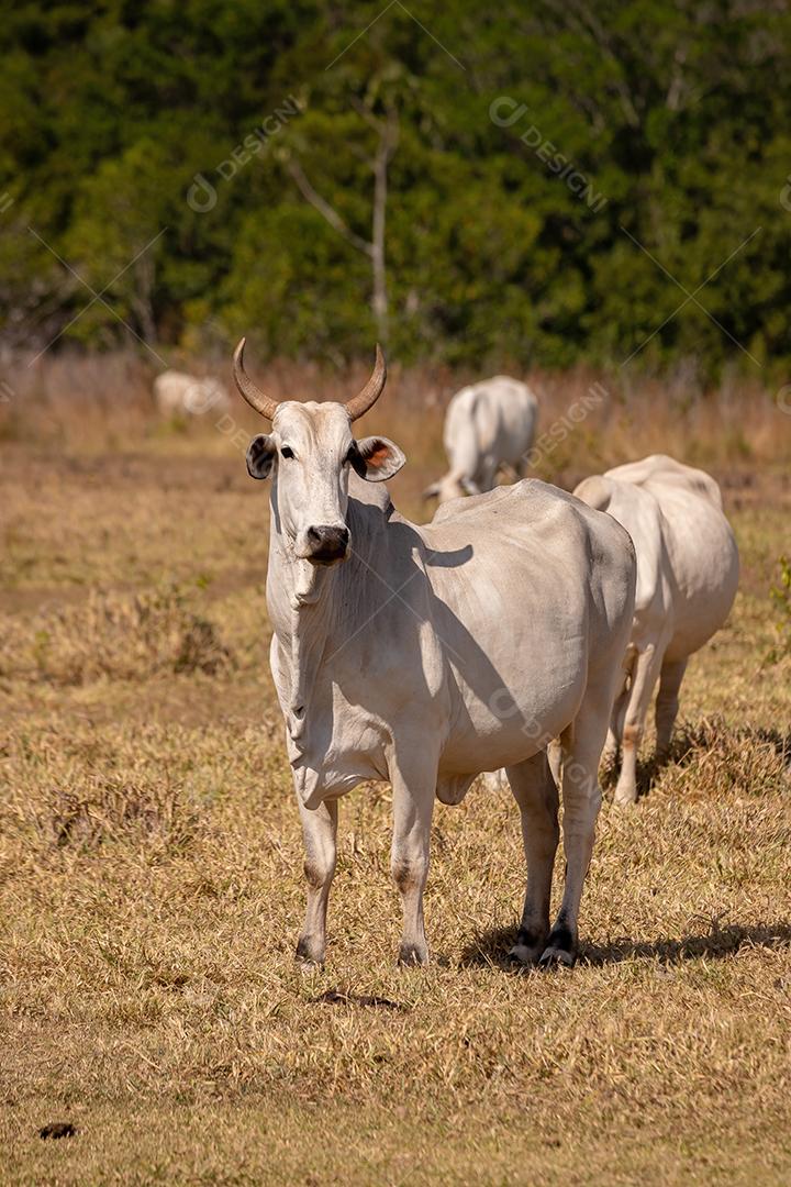 Vaca animal bovino adulta em uma fazenda brasileira