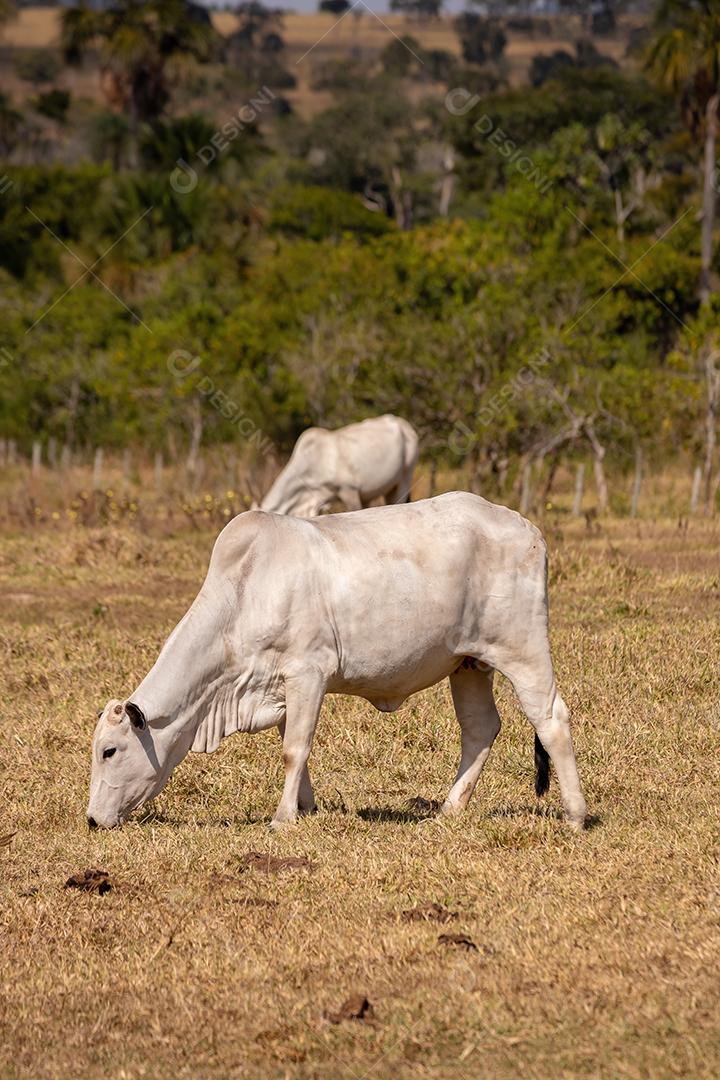 Vaca animal bovino adulta em uma fazenda brasileira