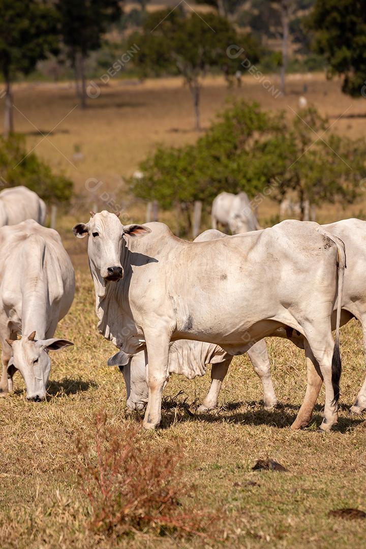 Adult bovine animal cow on a Brazilian farm