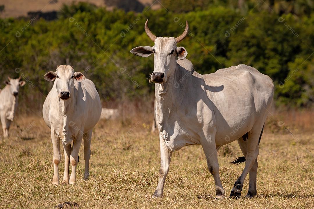 Vaca animal bovino adulta em uma fazenda brasileira