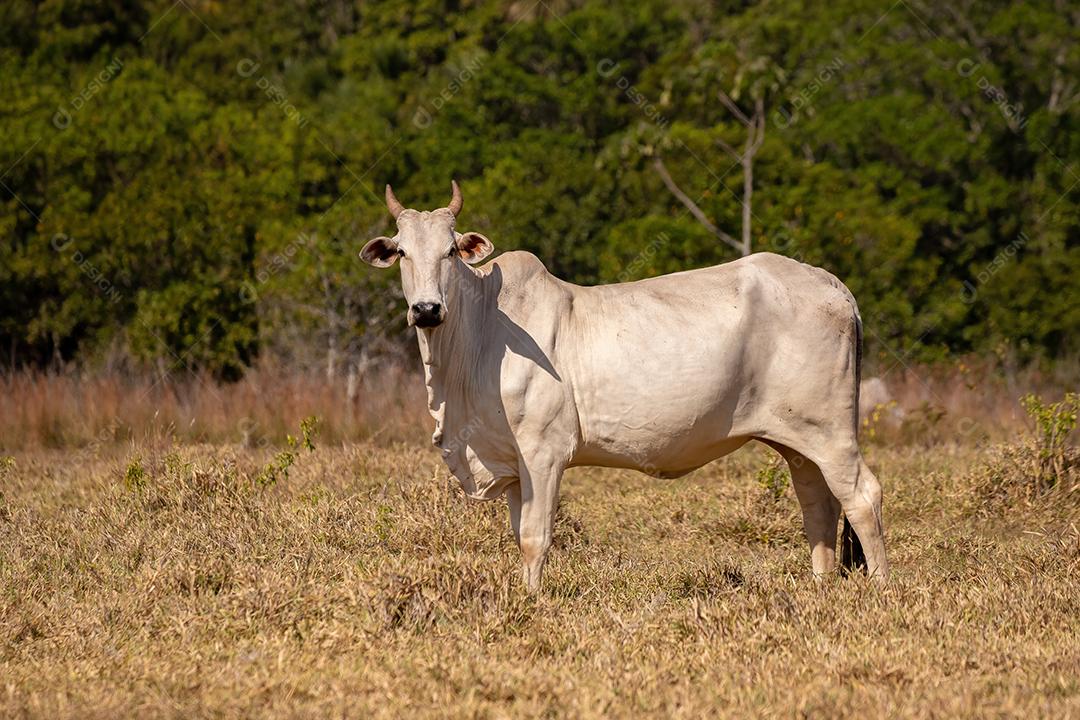 Vaca animal bovino adulta em uma fazenda brasileira