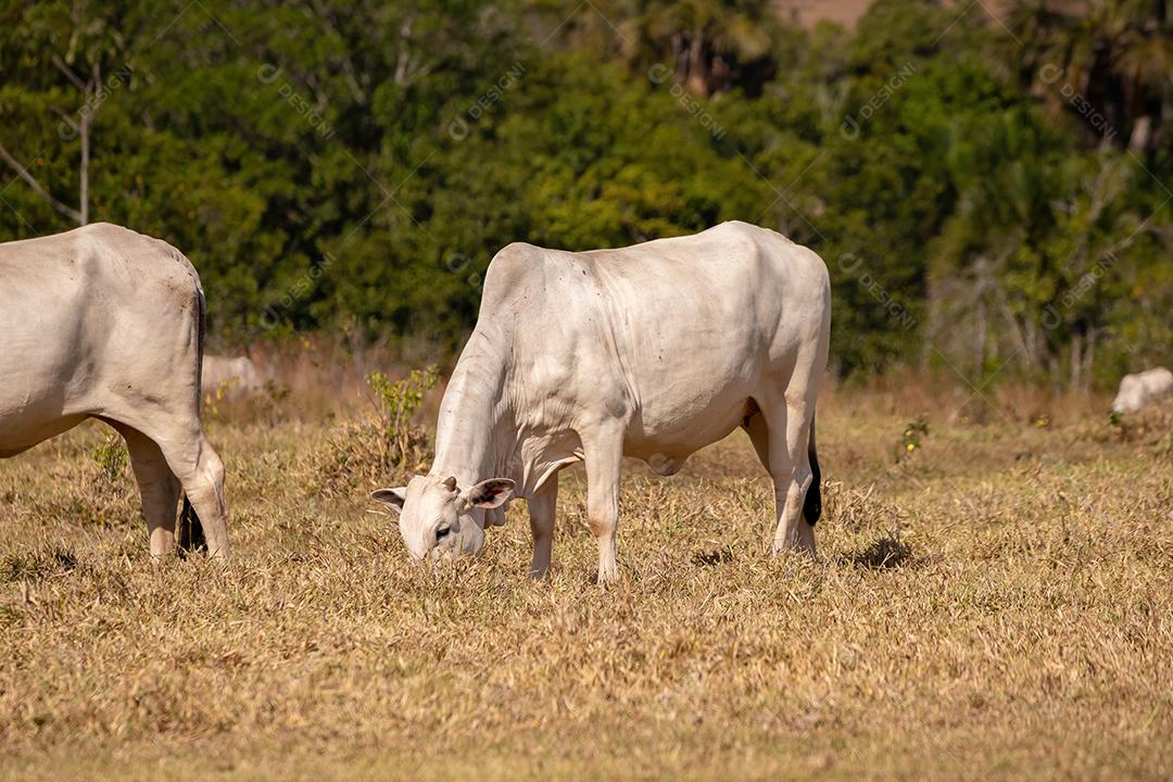 Vaca animal bovino adulta em uma fazenda brasileira