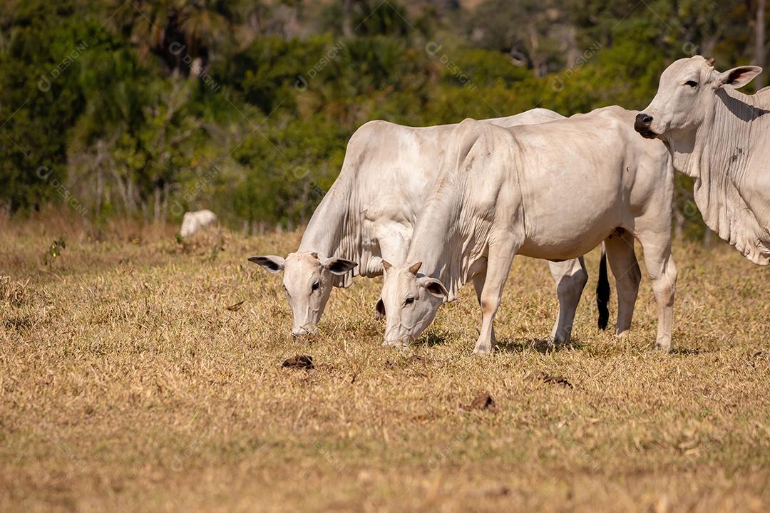 Vaca animal bovino adulta em uma fazenda brasileira