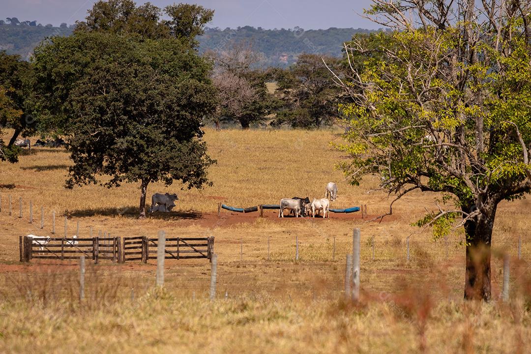 Campos de pastagem típicos da pecuária brasileira