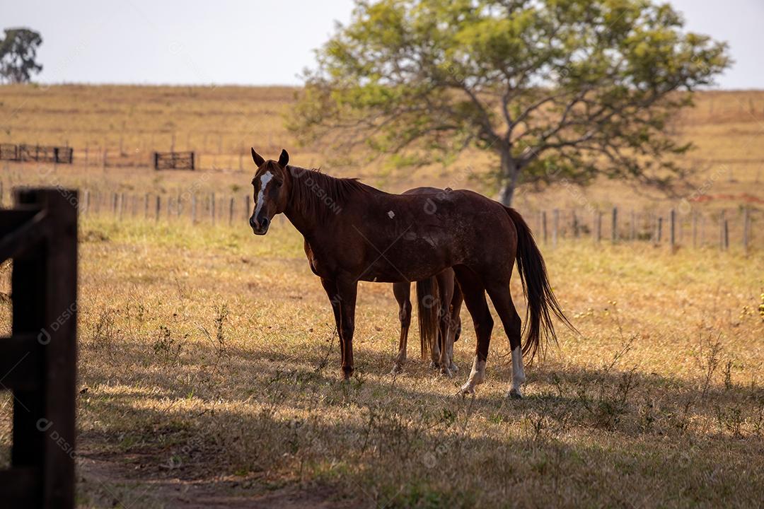 Cavalo descansando em uma área de pastagem de uma fazenda brasileira