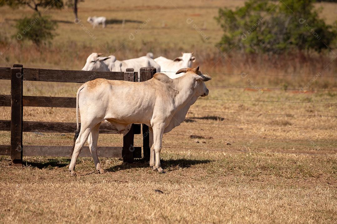 Vaca adulta em uma fazenda brasileira