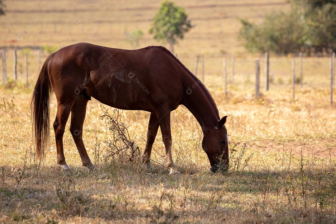 Cavalo descansando em uma área de pastagem de uma fazenda brasileira