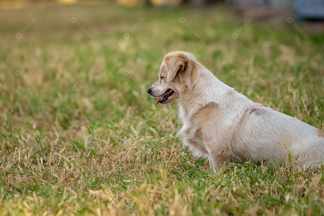 Cão doméstico em uma fazenda