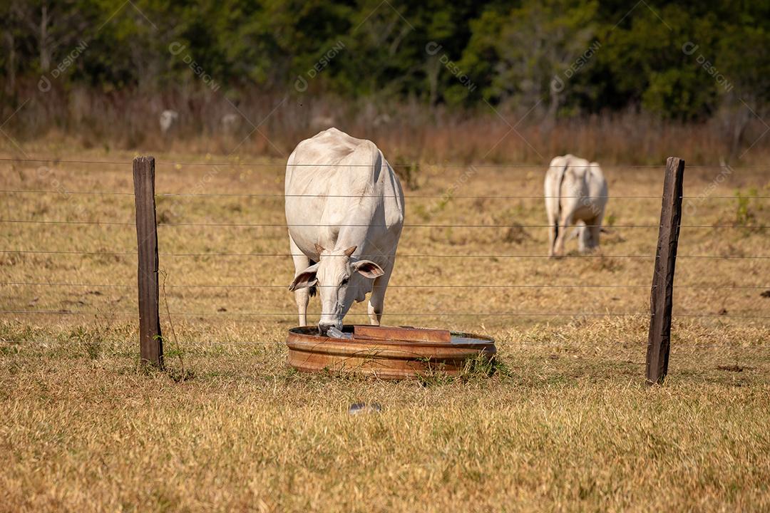 Vaca adulta em uma fazenda brasileira