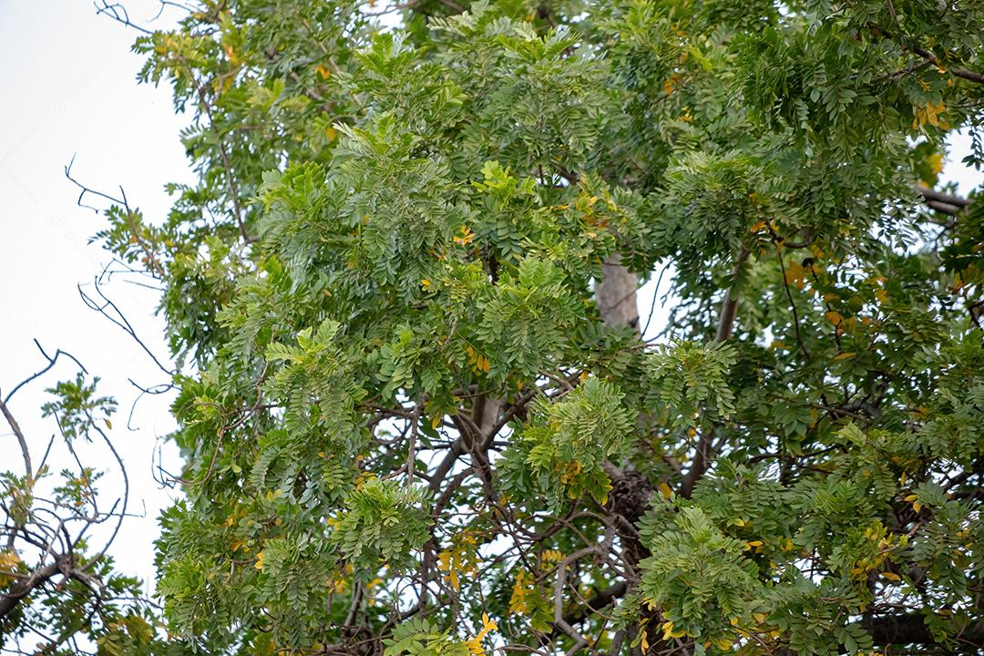 Árvore de casimira vermelha da espécie Spondias purpurea