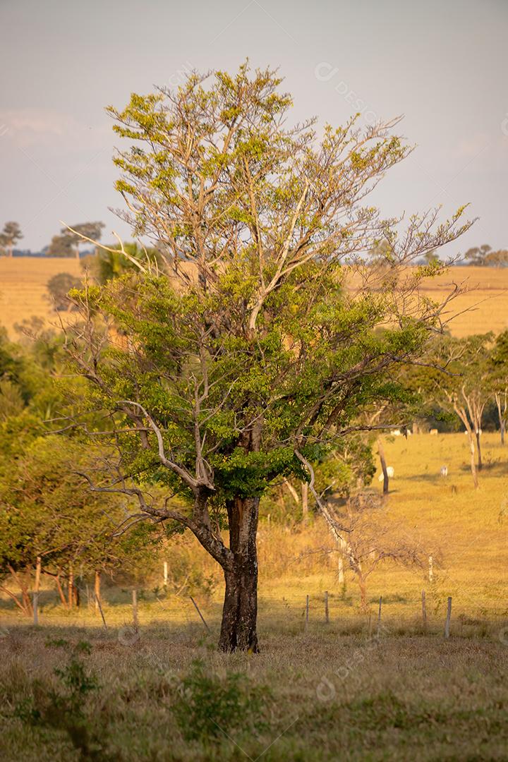 Grande árvore de angiospermas em uma área de pastagem de uma fazenda
